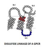 DISULFIDE LINKAGE OF A GPCR