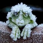 Frosty the Frog