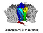 G PROTEIN COUPLED RECEPTOR