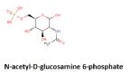 N acetyl D glucosamine 6 phosphate