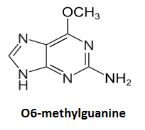 O6 methylguanine