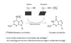 O6 methylguanine DNA transferase