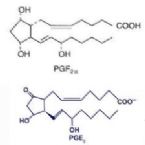 PGF2 alpha PGE2 ... (Click to enlarge)