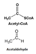 acetyl CoA acetaldehyde ... (Click to enlarge)