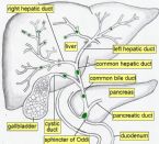 biliary tract ... (Click to enlarge)