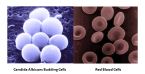 candida albicans budding cells and red blood cells