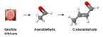 candida albicans to acetaldehyde to crotonaldehyde