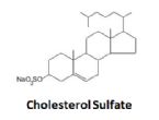 cholesterol sulfate