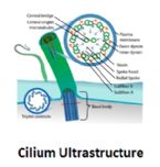 cilium ultrastructure ... (Click to enlarge)