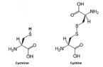 cysteine cystine ... (Click to enlarge)