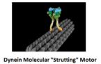 dynein molecular motor