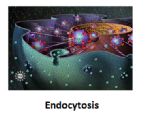 endocytosis