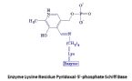 enzyme lysine PLP Schiff base