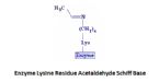 enzyme lysine acetaldehyde Schiff base