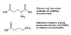 glutamate gaba