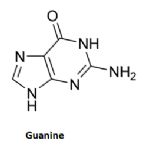 guanine