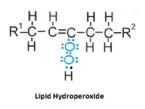 lipid hydroperoxide