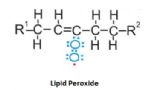 lipid peroxide ... (Click to enlarge)