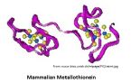 mammalian metallothionein