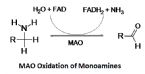 monoamine oxidase