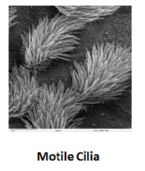 motile cilia