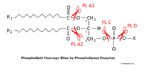 phospholipase enzymes