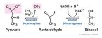 pyruvate decarboxylase pathway ... (Click to enlarge)