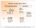 reactive oxygen species