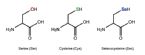 selenocysteine