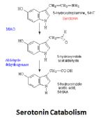 serotonin catabolism ... (Click to enlarge)