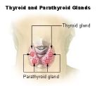 thyroid gland