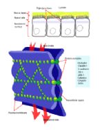 tight junctions