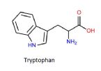 tryptophan