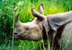 One horned rhinocerous.