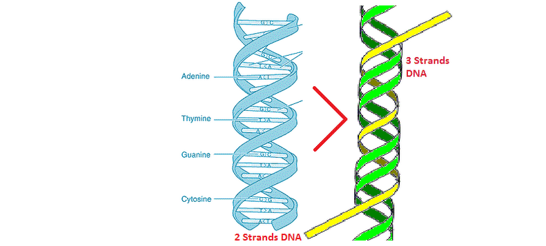 Dna strand. Четверная спираль ДНК. Тройная спираль ДНК У человека. Спираль ДНК из четырех линий. Двенадцать спиралей ДНК.