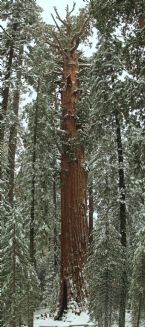 General Sherman 1 1 ... (Click to enlarge)