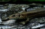 common lizard1