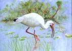 ibis