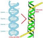 new 3 strands dna