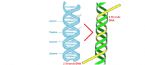 new 3 strands dna2