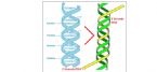 new 3 strands dna21