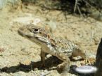 spottedlizardcloseup