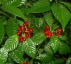 Wild Coffee Plant 300x270