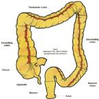 Another diagram of the colon