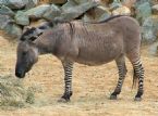 Zeebra Donkey hybrid