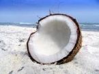 Coconut on White Sand Beach