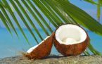 Coconut 2