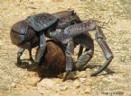 Coconut Crab 1