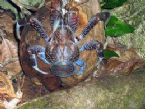 Coconut Crab 2