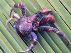 Coconut Crab 4